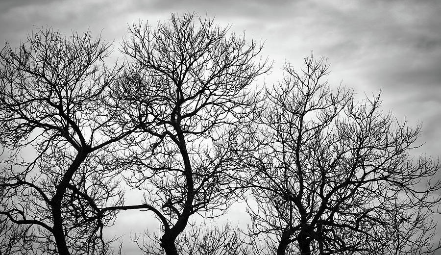 Dramatic Trees Photograph by Scott Burd