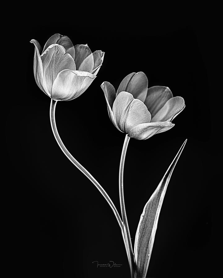 Dramatic Tulip Duet Photograph by Teresa Wilson