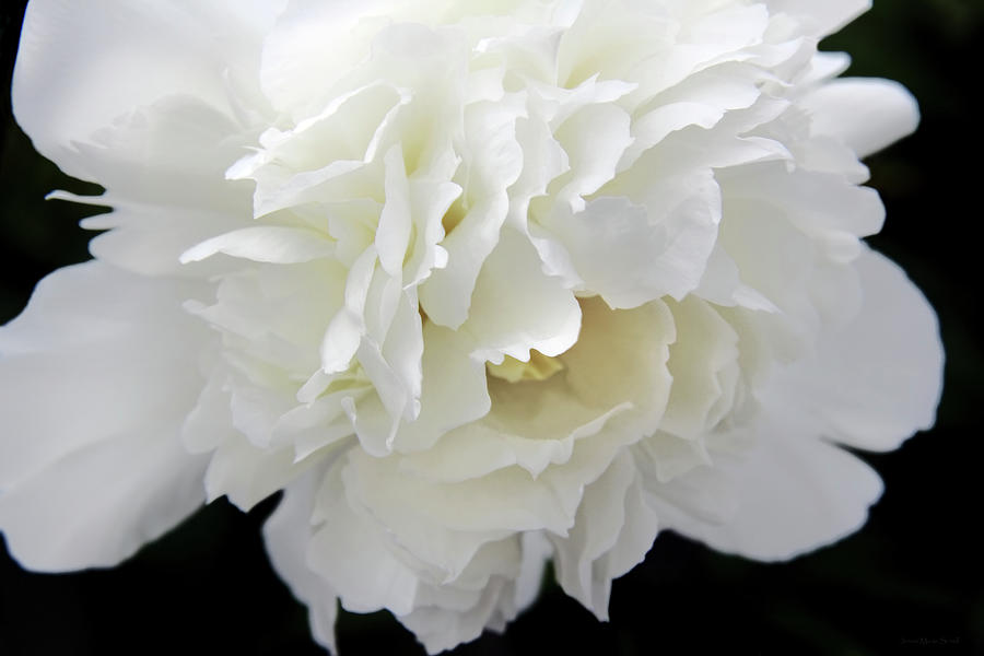 Dramatic White Peony Flower  Photograph by Jennie Marie Schell