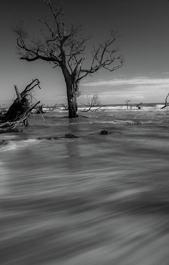 Dramatic Wonders of the Carolina Coast, Black and White Photograph by Marcy Wielfaert
