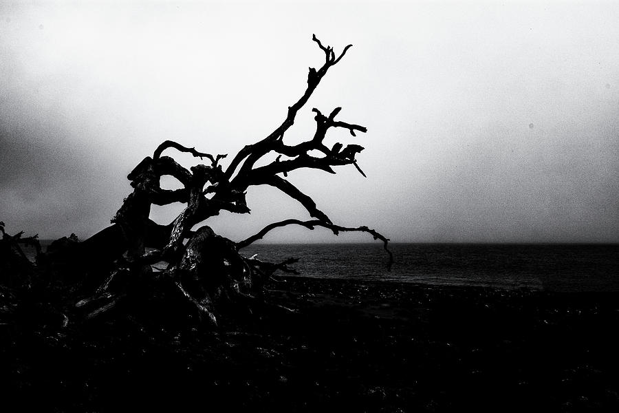Dramtic Driftwood Photograph by Tom Singleton