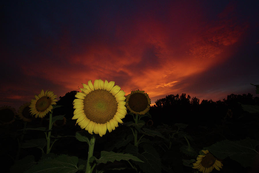 Drapers Gold Sunflowers at Sunset Photograph by Daniel Brinneman