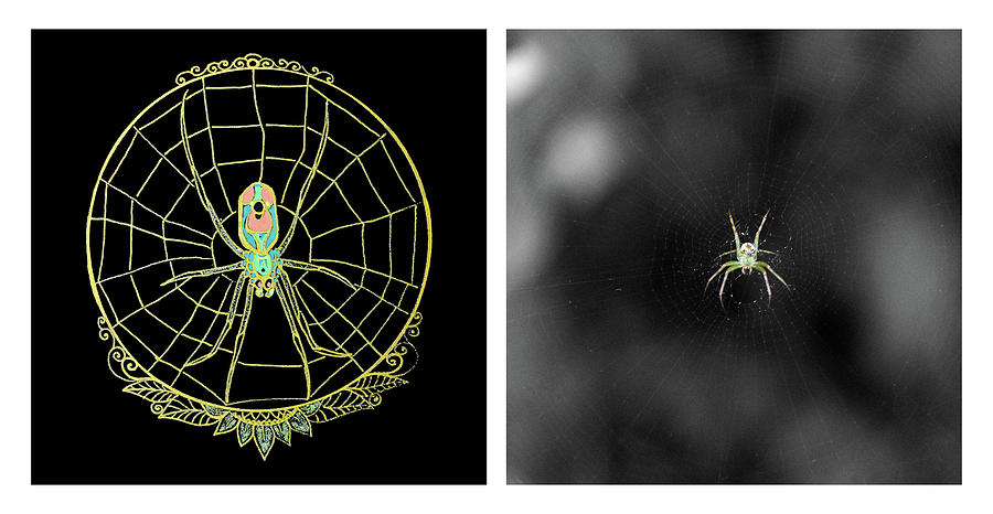 Drawing And Photo Of An Orchard Orbweaver Digital Art