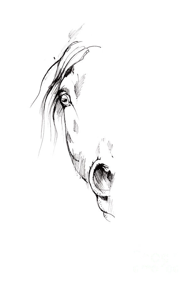 Drawing of a horse 2017 02 04 Drawing by Ang El