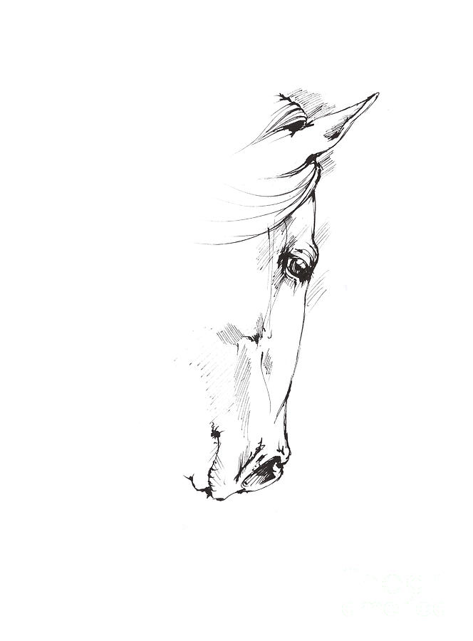 Drawing of a horse 2017 02 05 Drawing by Ang El