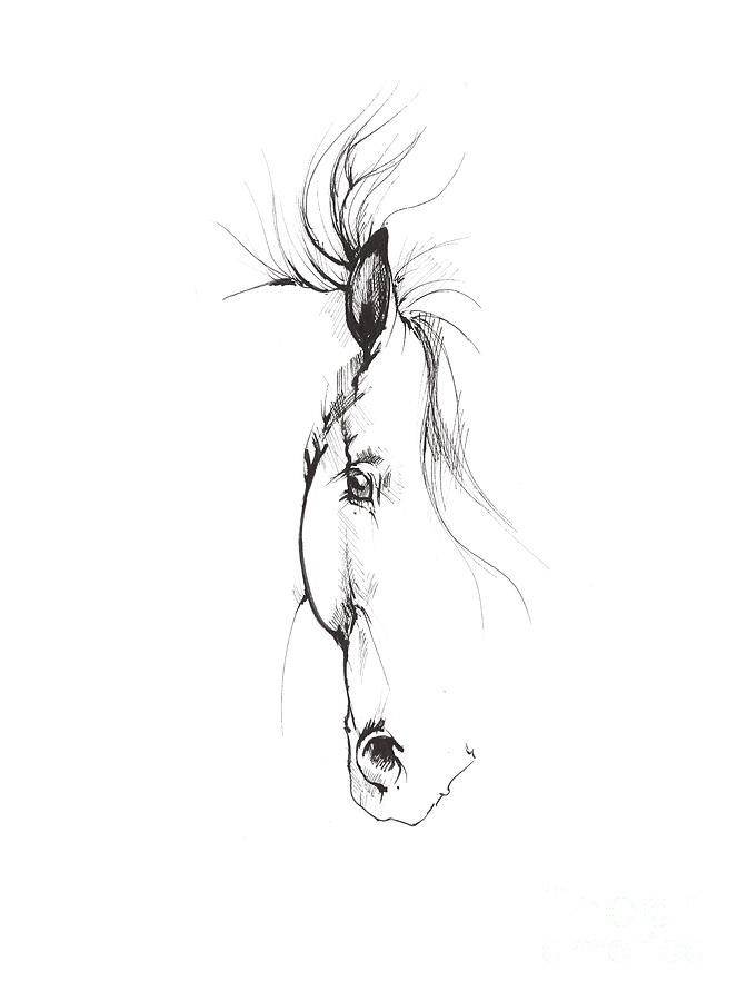 Drawing of a horse 2017 02 08 Drawing by Ang El