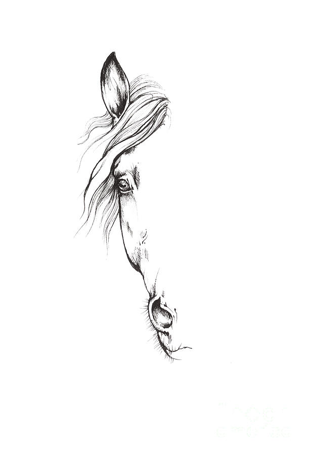 Drawing Of A Horse 2017 02 09 Drawing