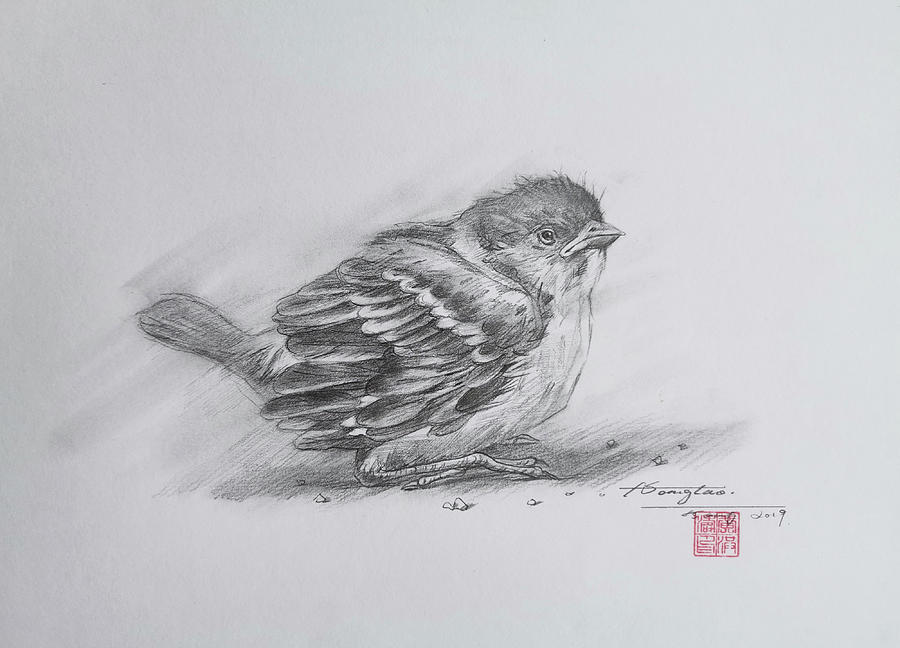 Drawing  Sparrow #20115 Drawing by Hongtao Huang