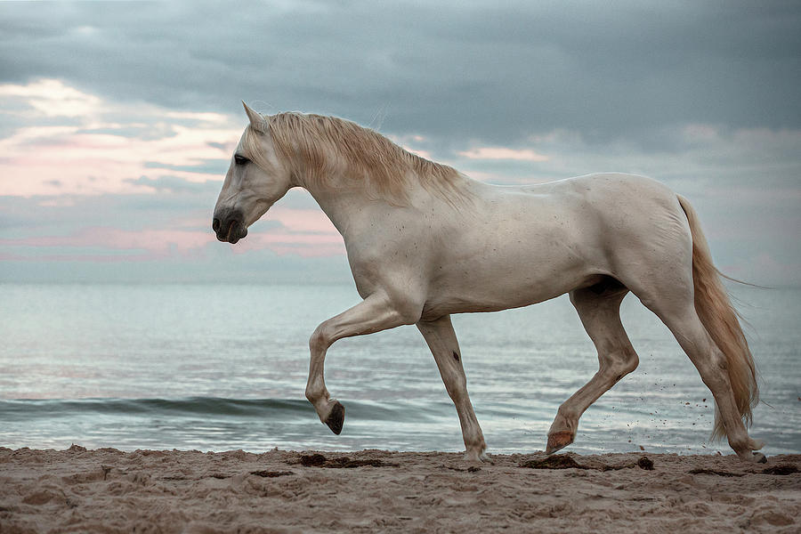 Dream Away - Horse Art Photograph by Lisa Saint