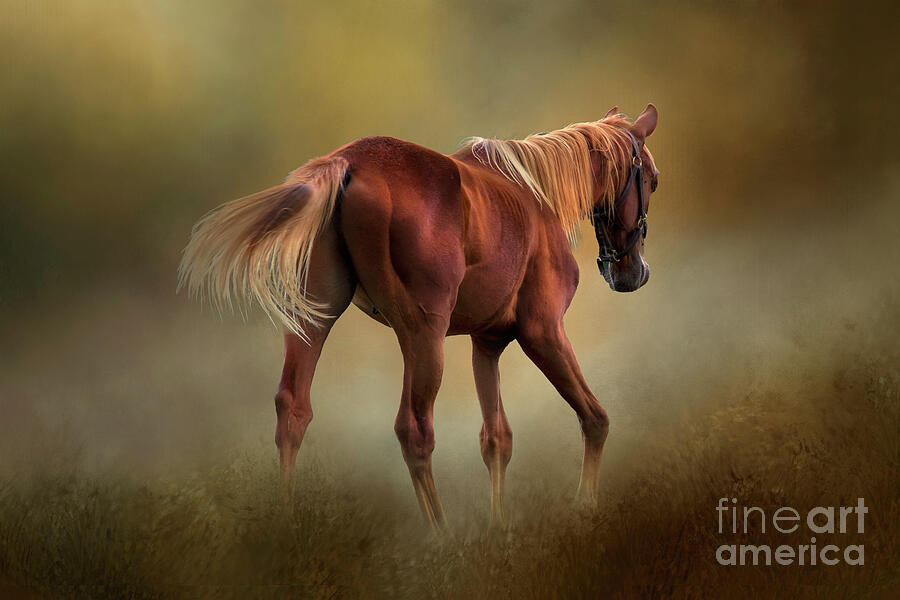 Dream Horse Photograph by Shelia Hunt