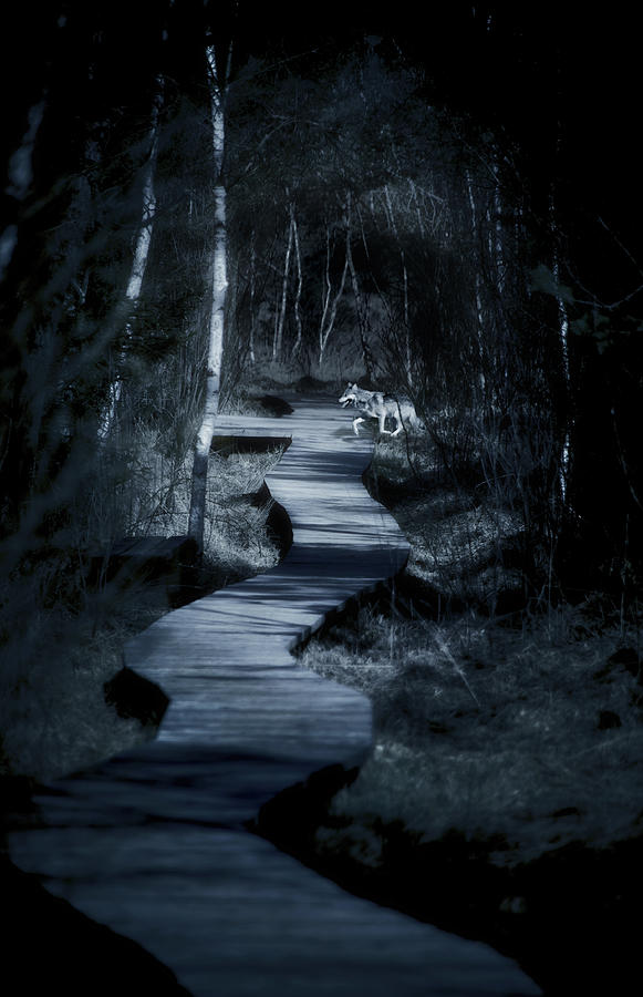 Dream of a dark path in the woods and encountering a wolf Photograph by Altmodern