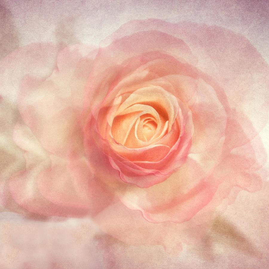 Dream Of A Rose Photograph