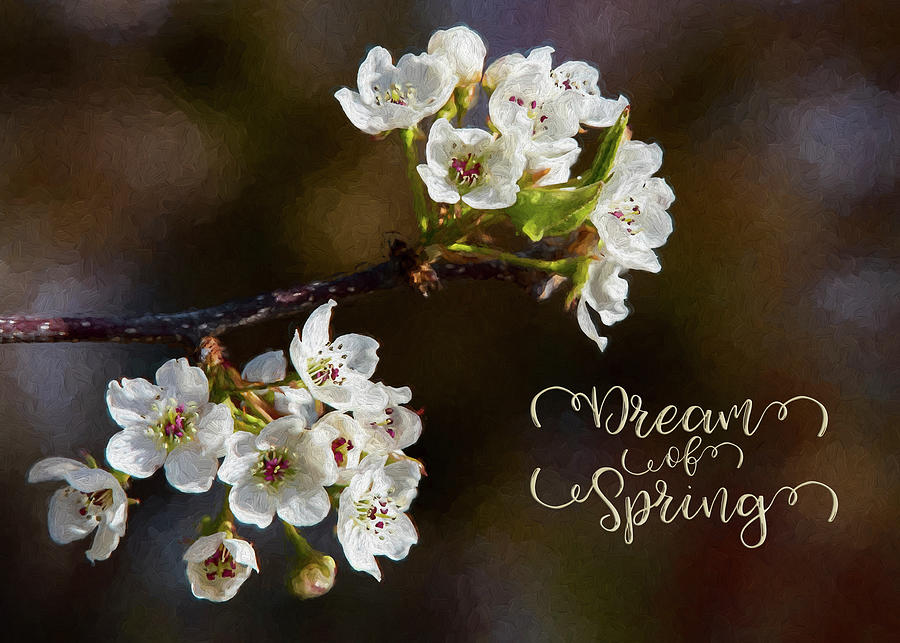 Dream of Spring Photograph by Cathy Kovarik