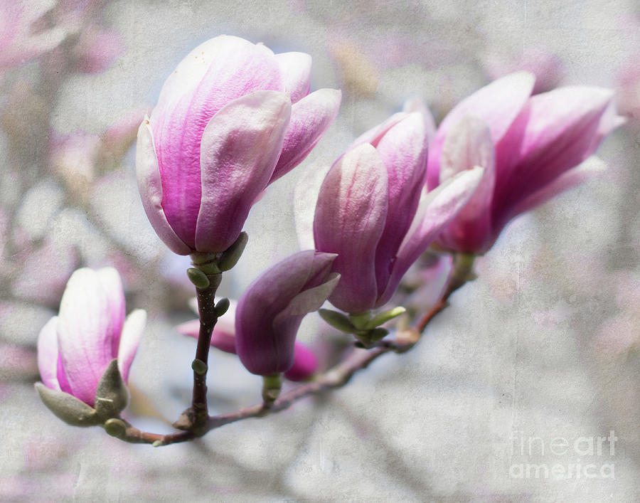 Magnolia Movie Photograph - Dream of Spring  Magnolia Blossoms by Barbara McMahon