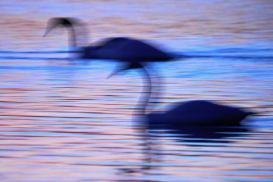 Dream of the swans. Whooper Swan Photograph by Jouko Lehto