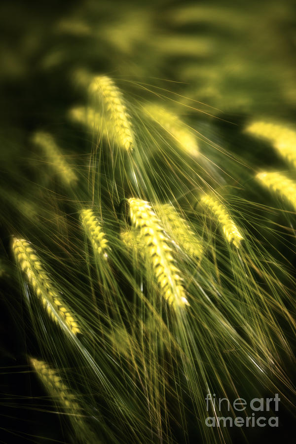 Nature Photograph - Dream of Wheat by Nando Lardi