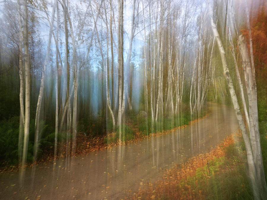 Dream Path - path through surreal birch grove in Autumn Photograph by Peter Herman
