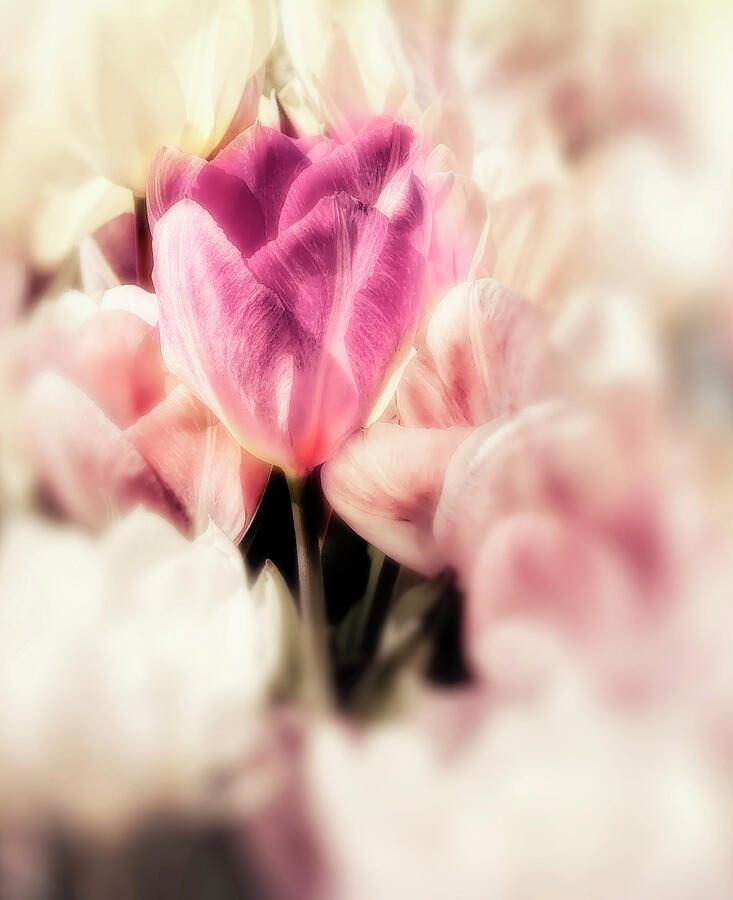Dreamy Pink And Purple Tulips photography Photograph by Ann Powell