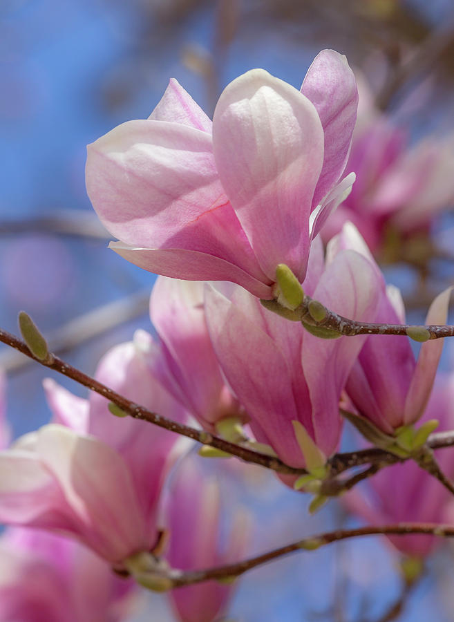Dream Pink Magnolias Photograph by Cate Franklyn