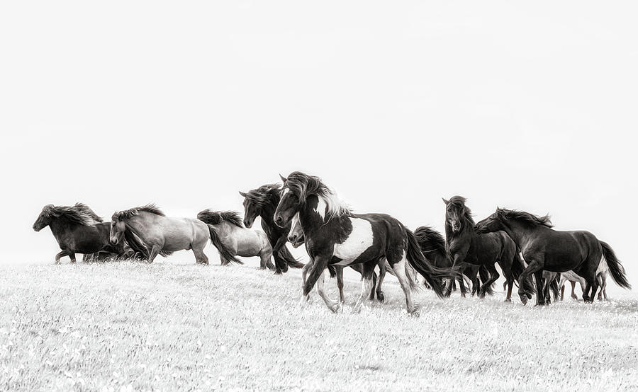 Dream Runners - Horse Art Photograph by Lisa Saint