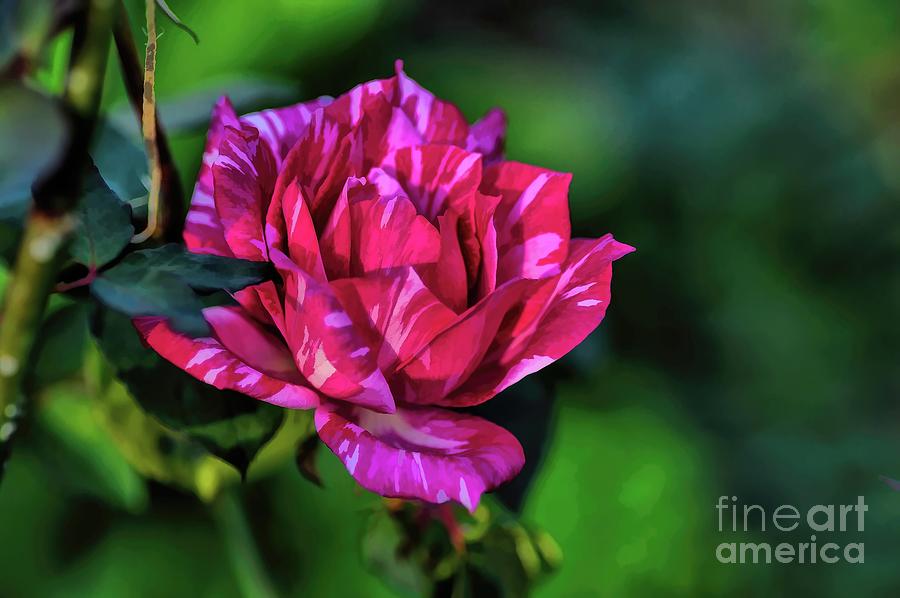Dreamer  Australian Tiger Rose in Abstract Photograph by Diana Mary Sharpton