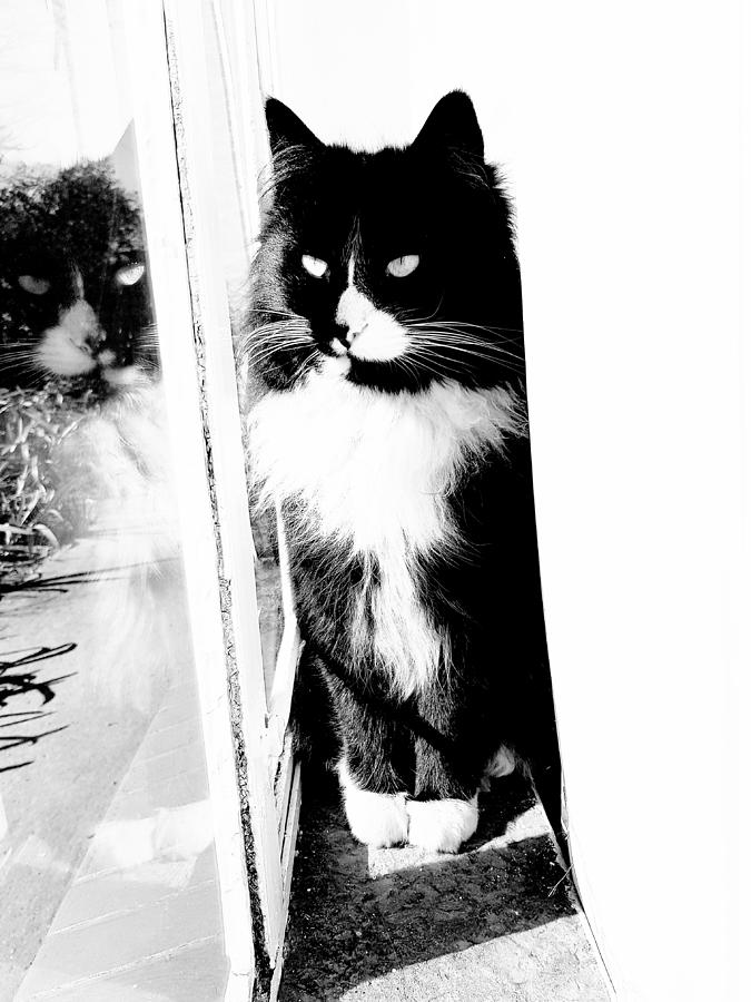Dreamer Cat Photograph