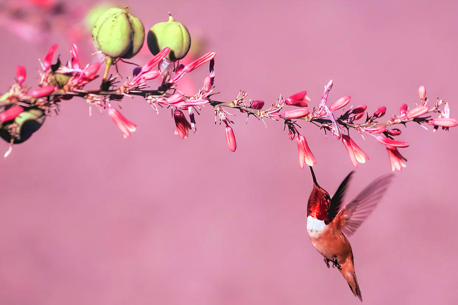 Hummingbird Photograph - Dreamin In Pink by Donna Kennedy