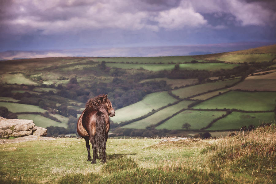 Dreaming Alone - Horse Art Photograph by Lisa Saint