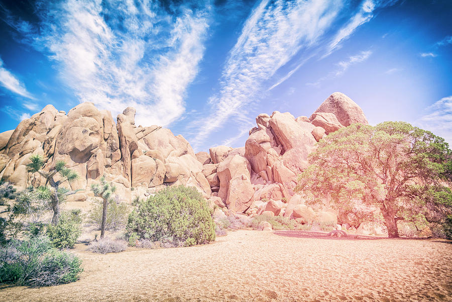 Dreaming At Joshua Tree National Park Photograph by Joseph S Giacalone