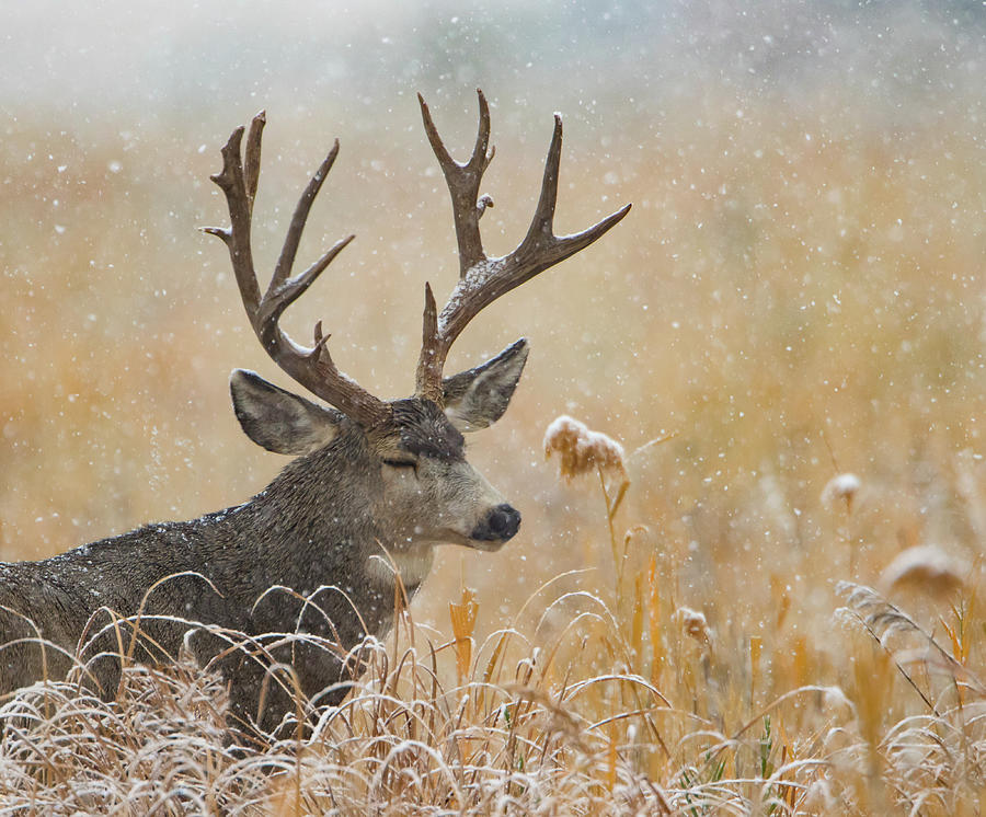 Dreaming Buck Photograph by Kent Keller