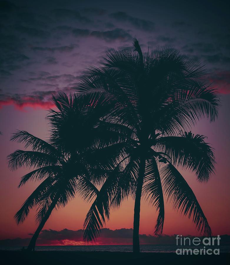 Palm Tree Photograph - Dreaming in Palm by Lisa LaniKai Stevenson