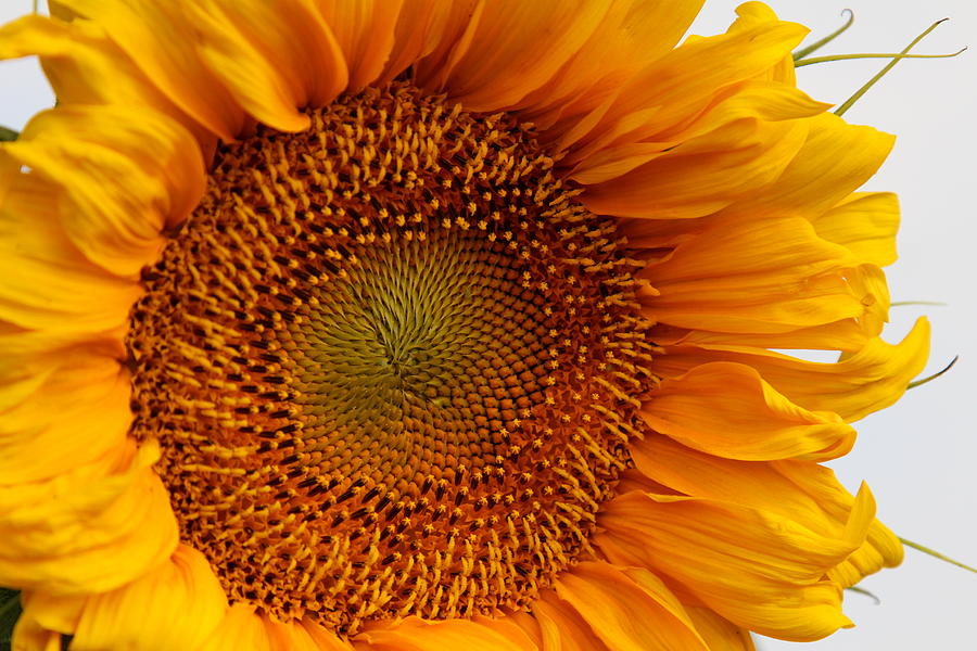 Dreaming Of A Sunflower Photograph