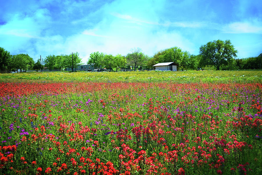 Dreaming of a Texas Spring Photograph by Lynn Bauer