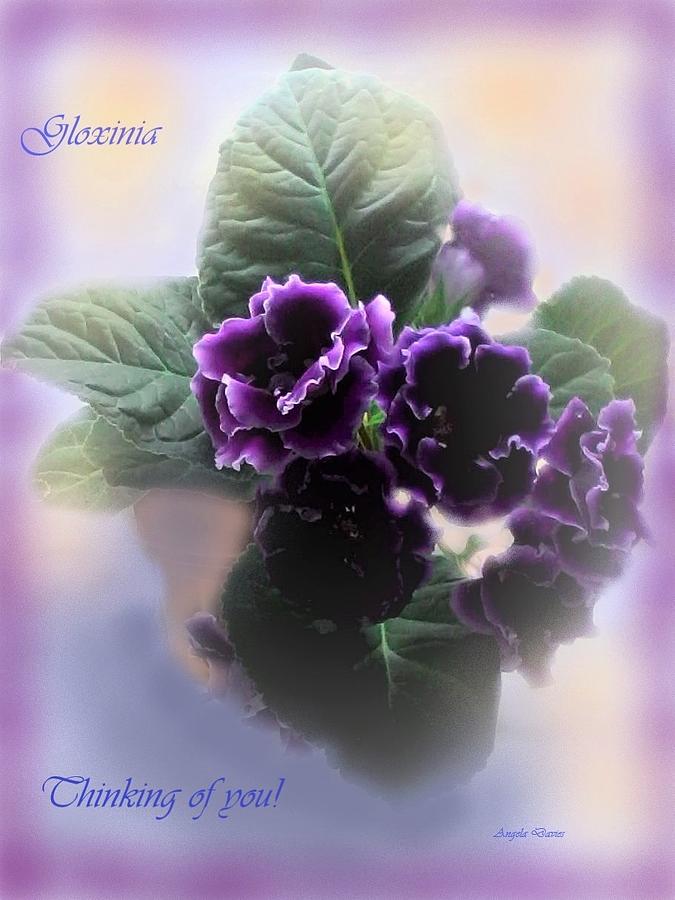 Dreaming of Gloxinia Photograph by Angela Davies