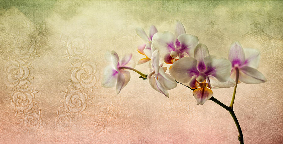 Dreaming of Orchids Photograph by Maggie Terlecki