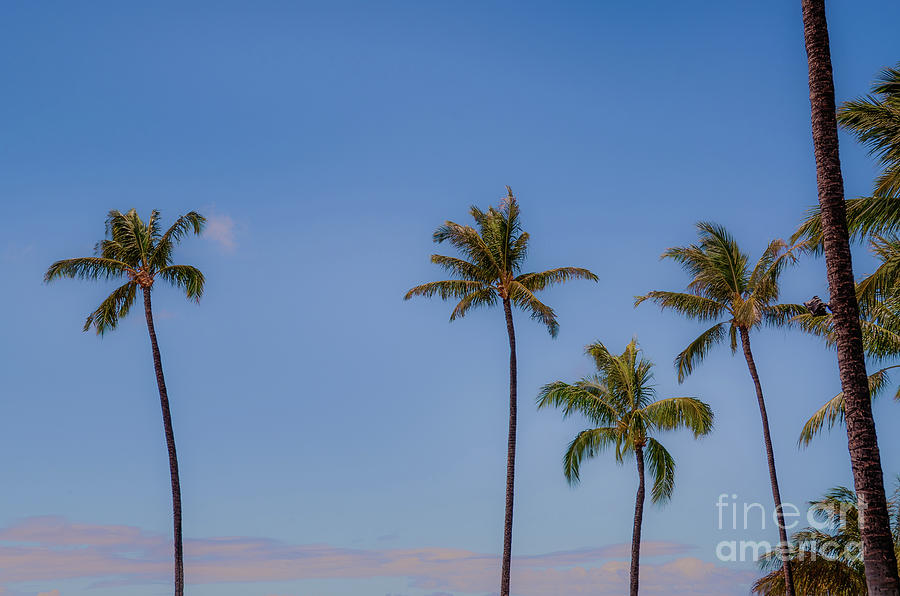 Dreaming Of Palm Trees Photograph