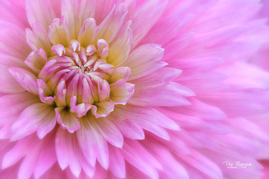 Dreaming of Pink Photograph by Peg Runyan
