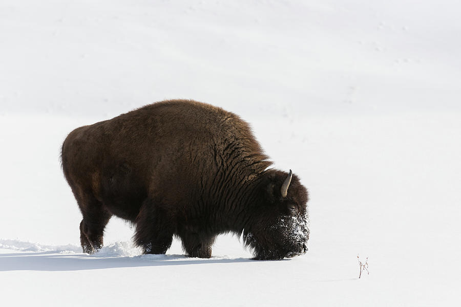 Yellowstone National Park Photograph - Dreaming Of Spring by Ann Skelton Yellowstone National Park Photograph - Dreaming Of Spring by Ann Skelton