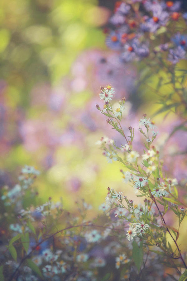 Dreaming of Spring Painterly Version Photograph by Carrie Ann Grippo-Pike