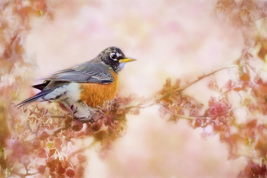 Dreaming of Spring - Robin Photograph by Nikolyn McDonald