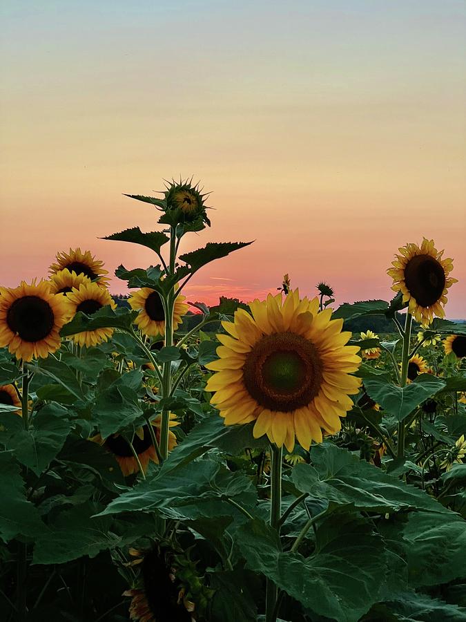 Dreaming of Sunflowers Photograph by Photos by Kenzie Rae Fine Art
