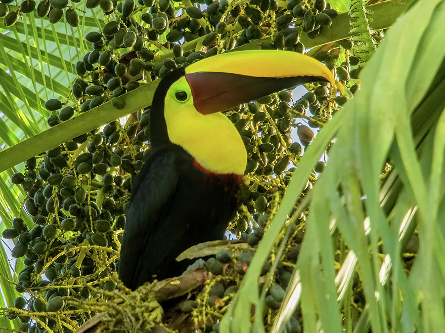 Dreaming of Toucans. Costa Rica Photograph by Marcy Wielfaert