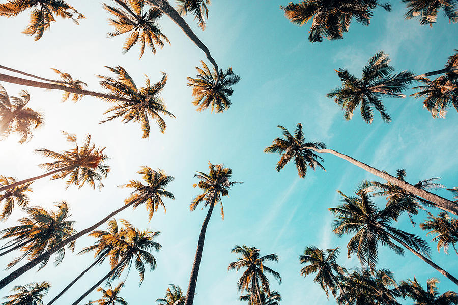 Dreaming Palms Photograph by Emilio Lopez