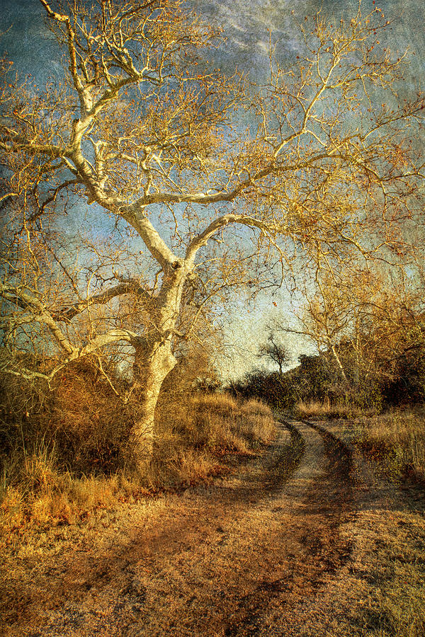 Dreams of a Golden Sycamore Photograph by Mary Lee Dereske