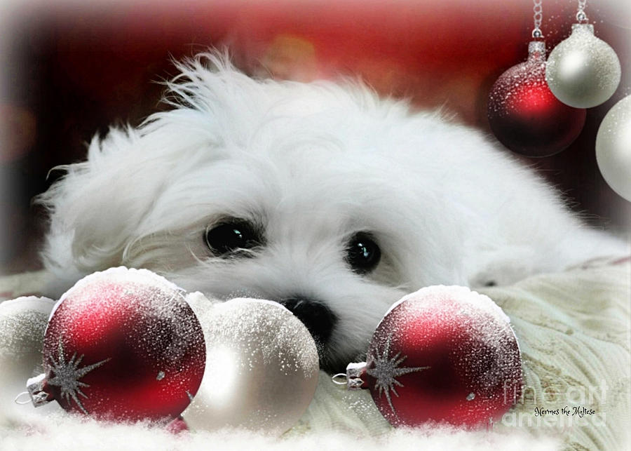 Maltese Dog Mixed Media - Dreams of Christmas by Morag Bates