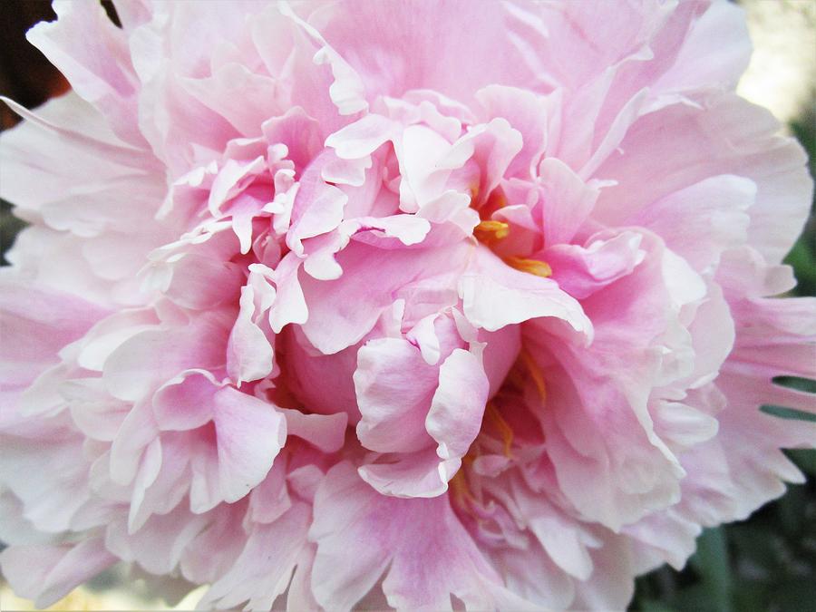 Dreams of Peony  Photograph by Rosita Larsson