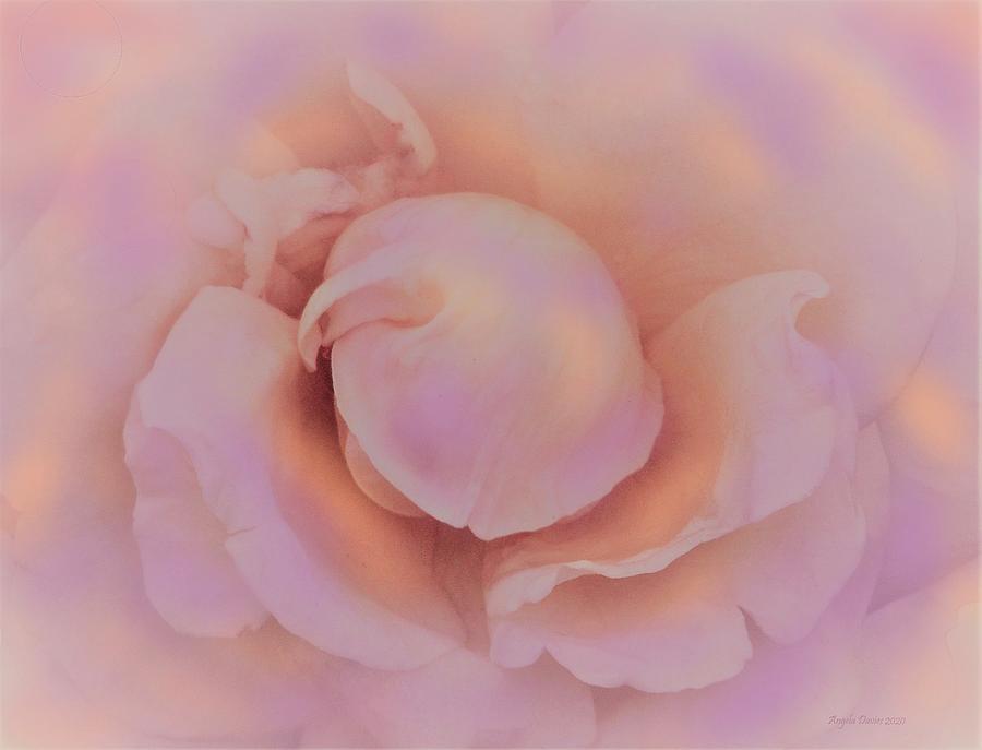 Rose Photograph - Dreams of Sunrise by Angela Davies