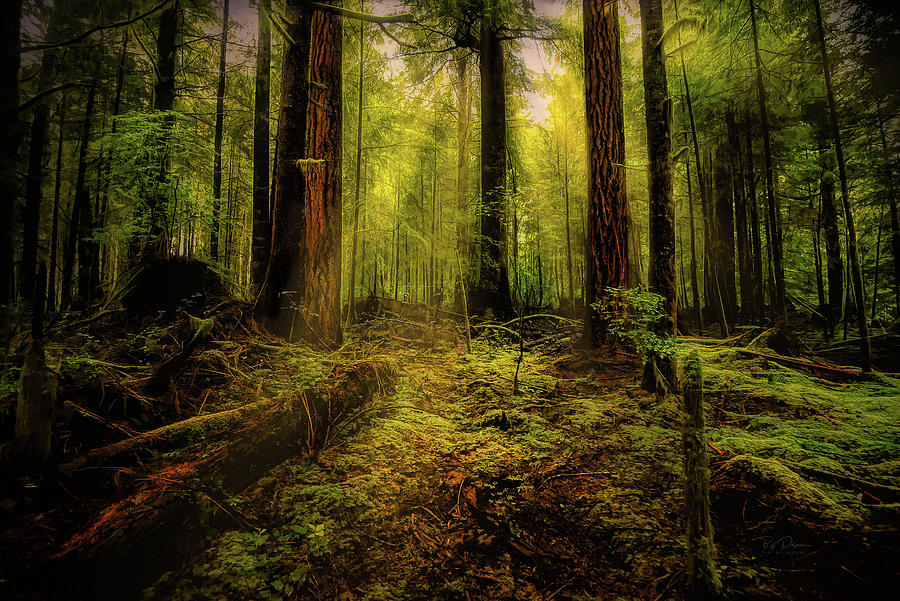 Dreams of the forest Photograph by Bill Posner