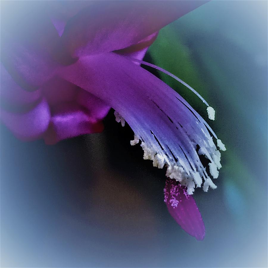  A Christmas Cactus Dreams of The Holidays Photograph by Angela Davies