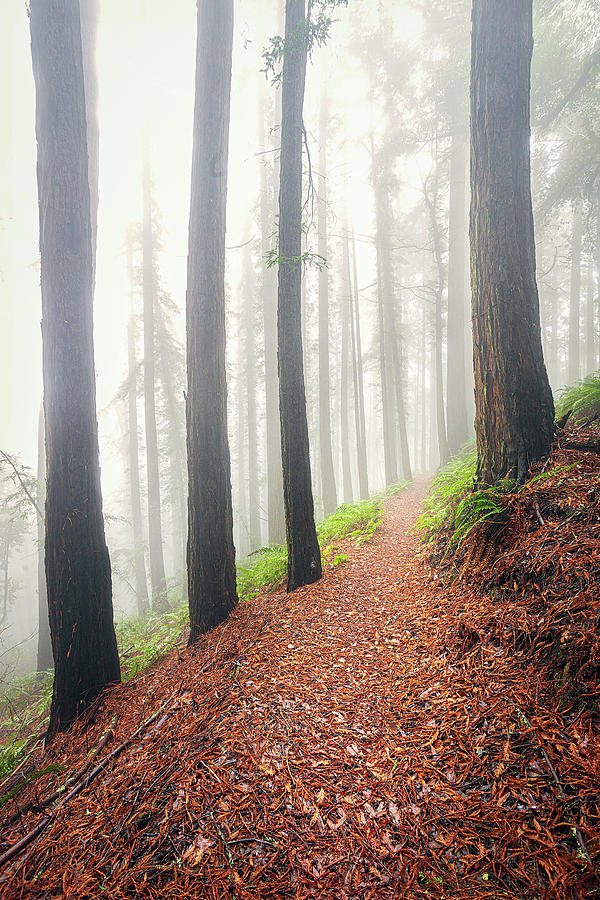 Dreamscape of Redwoods Photograph by Gary Geddes
